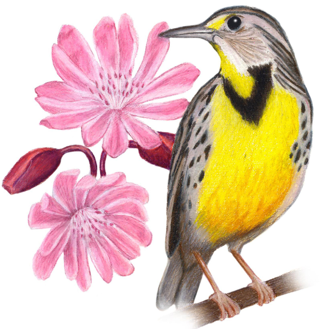 all-state-flowers-and-birds-feenixx-publishing-educational-and